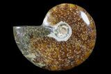 Polished, Agatized Ammonite (Cleoniceras) - Madagascar #88065-1